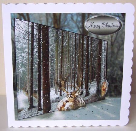 in the woods by Margaret McCartney