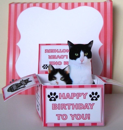 Black & White Cats In A Pink Box - Box card Kit With Greetings Tags, Instructions And Matching Envelope by Margaret McCartney