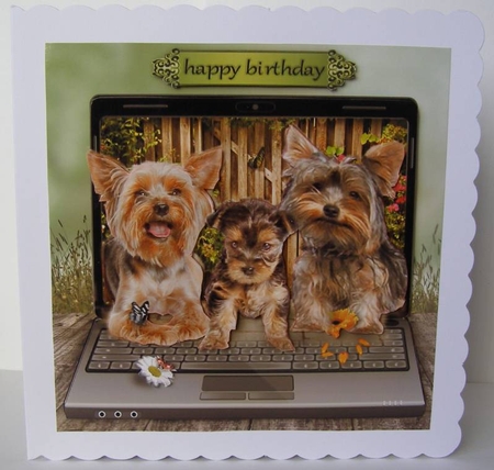 yorkie by Margaret McCartney