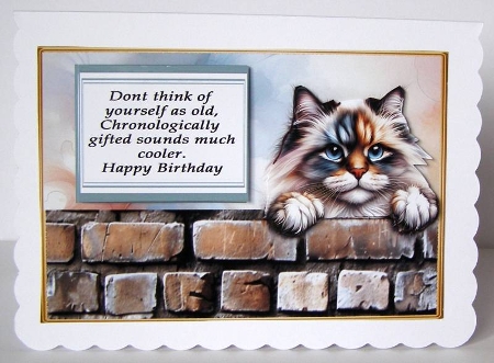 Ragdoll funny birthday by Margaret McCartney