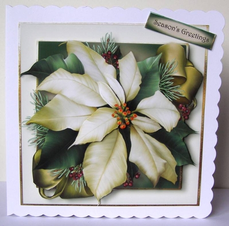 Ivory Poinsettia by Margaret McCartney