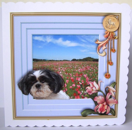 Stepping out Year of the Dog E by Margaret McCartney