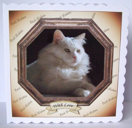 HEXAGON CATS & DOGS WHITE FLUFFY CAT by Margaret McCartney