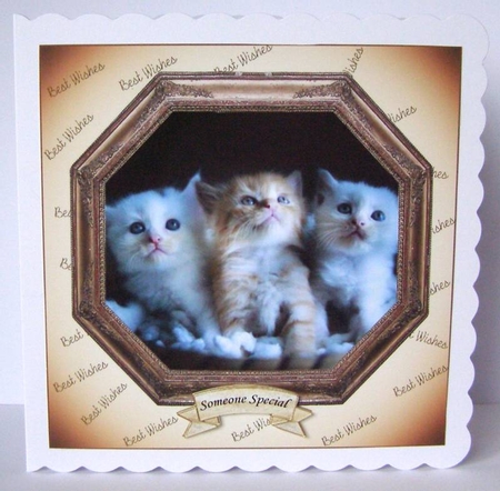 HEXAGON CATS & DOGS CUTE KITTENS by Margaret McCartney