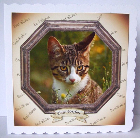 HEXAGON CATS & DOGS TABBY KITTEN by Margaret McCartney