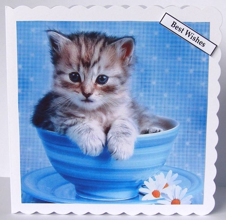 Cute Kitten 4 8x8 Quick Card by Margaret McCartney