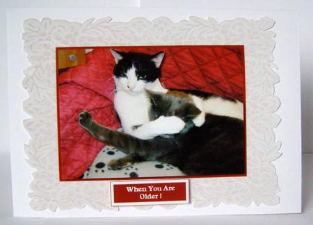 Kitty Cats - Don’t Look - with Sentiments - Decoupage Card by Margaret McCartney