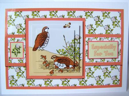 Nesting Bobwhites by Margaret McCartney
