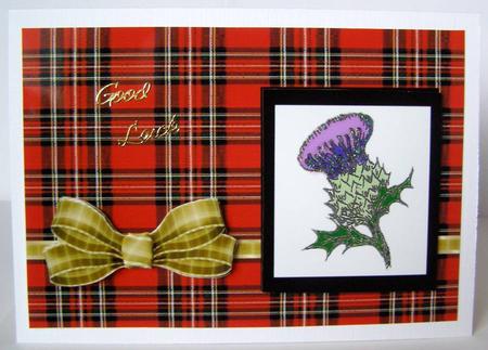 Thistle on Red Tartan by Margaret McCartney