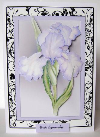 Black and White Framed Iris Happy Birthday , Congratulations, with Sympathy,best Wishes,thinking of You , Enjoy Your Retirement,get Well Soon by Margaret McCartney