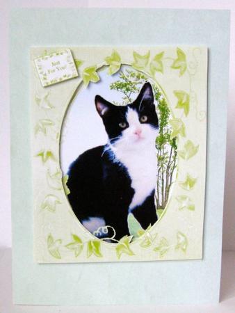 Casper the Black & White Tuxedo Kitty Cat with Lots of Tags by Margaret McCartney