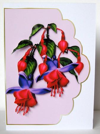 Fuschia Pink by Margaret McCartney