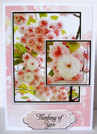 May Blossom by Margaret McCartney