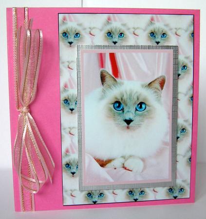 Old Blue Eyes (cat) by Margaret McCartney