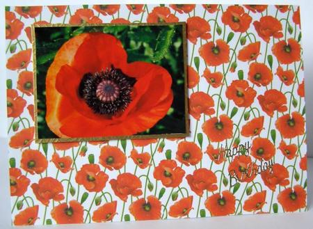 Beautiful Poppy Background Faded by Margaret McCartney