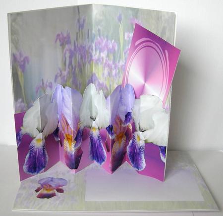Irises by Margaret McCartney