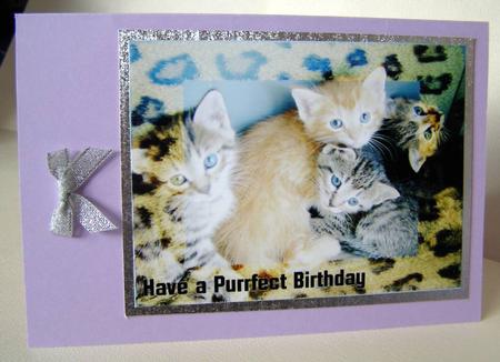 Leopard Print Kittens by Margaret McCartney