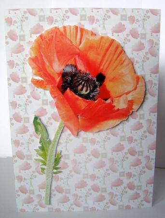 Single Poppy by Margaret McCartney