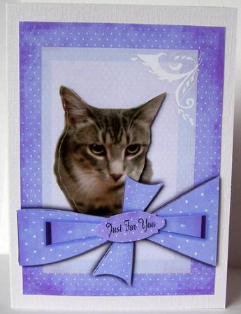 My Best Friend Cates Cat Violet by Margaret McCartney