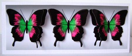 Butterfly Trio by Margaret McCartney