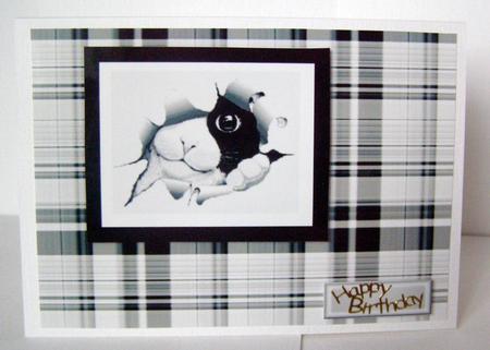 Black Cat by Margaret McCartney