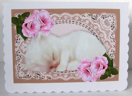 Cute Kitty Sleeping on Ecru Lace with Pink Roses A4 by Margaret McCartney