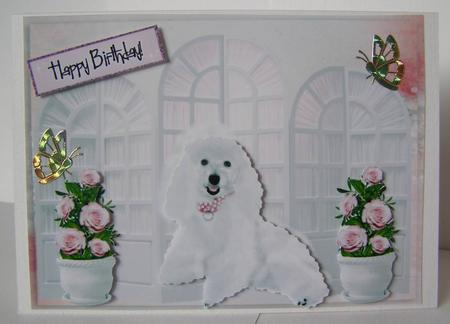 Pretty White Poodle by Margaret McCartney