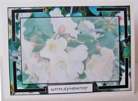 White Rhododendron Sympathy Card by Margaret McCartney