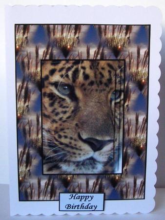 The Big Cat by Margaret McCartney