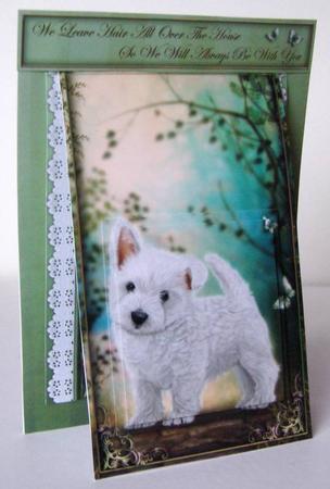3 in 1 Paw Prints by Margaret McCartney