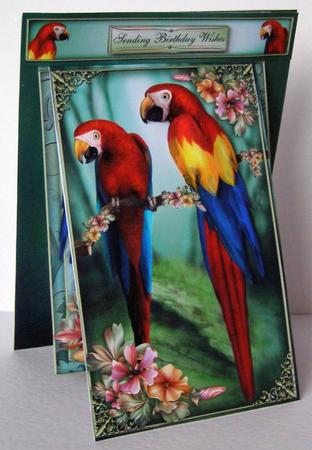3 in 1 Parrots Paradise by Margaret McCartney
