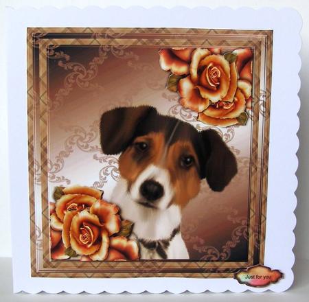 Little Jacky by Margaret McCartney