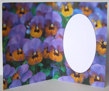 Colourful Pansies Insert by Margaret McCartney
