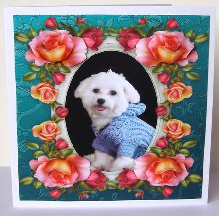 8 x 8 Bichon Frise Dog & Roses Card Topper & Decoupage by Margaret McCartney