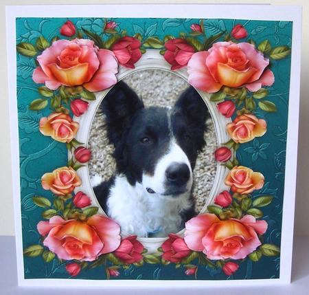 8 x 8 Welsh Collie Dog & Roses Card Topper & Decoupage by Margaret McCartney