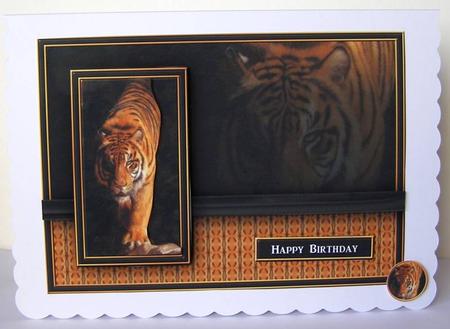 Tiger in the Shadow Quick Card by Margaret McCartney