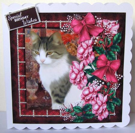 The Cat in the Window by Margaret McCartney