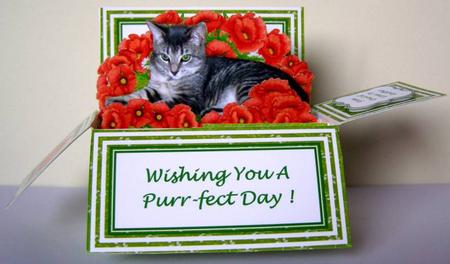 Tabby Cat & Poppies - 3D Pop-up Box Card Kit & Envelope by Margaret McCartney