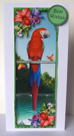 Tropical Parrot Large Dl by Margaret McCartney