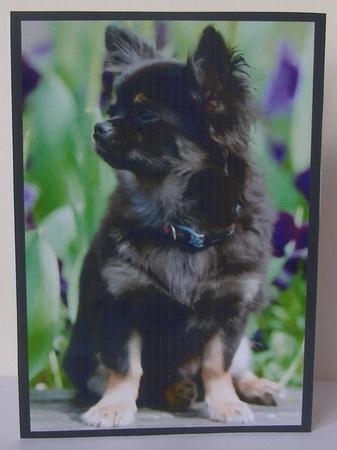 Chihuahua A4 by Margaret McCartney