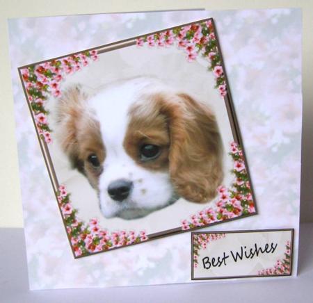 Bertie on Rose Background by Margaret McCartney