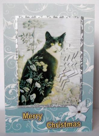 Little Black/white Cat, Star Pyramids by Margaret McCartney