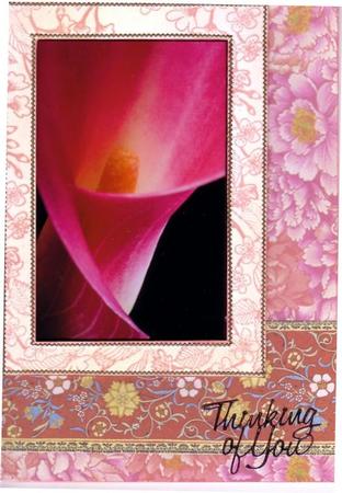 Hot Pink Cala Lily Image If0065 by Margaret Mountstephens