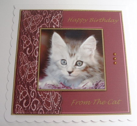 Bumper Kit Cute Cat Quick Cards by Margaret Scott