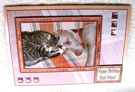 JJ FRIENDS FOREVER CAT AND DOG KIT by Margaret Scott