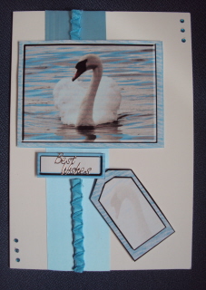 Swan by Margaret Swaby