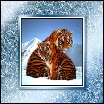 Tigers in the Snow Step by Step by Margaret Tobin