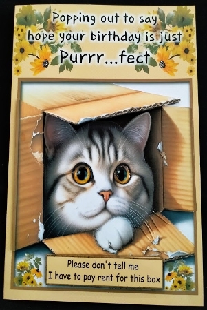Funny Kitten Quick Card by Margarette Blakeborough