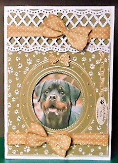 PAWSOME  SURPRISED FACE BIRTHDAY AND NUMEROUS OTHER SENTIMENTS by Margarette Blakeborough