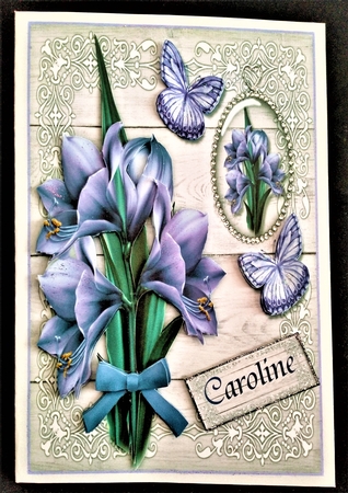 Amazing Amaryllis Mini Kit by Margarette Blakeborough